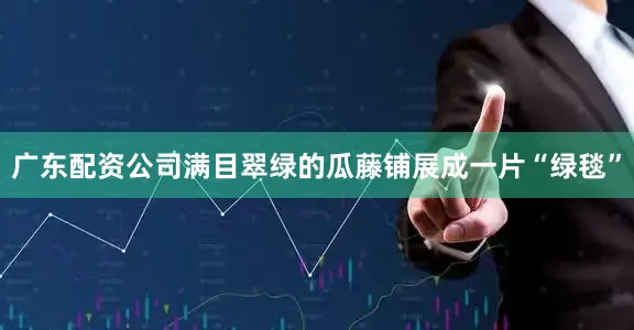 广东配资公司满目翠绿的瓜藤铺展成一片“绿毯”